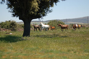 Pupilaje y cuidado de caballos en libertad en el campo de Salamanca