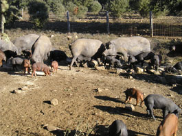 Visita a ganadería de porcino