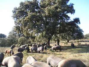 Ruta a caballo CERDO IBÉRICO