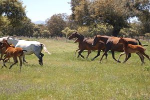 Ruta a caballo YEGUADA