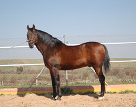 Caballos sementales del picadero de Tamames (Salamanca)