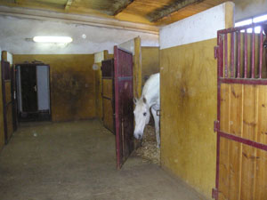 Pupilaje en boxes