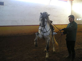 Ejercicio de alta escuela